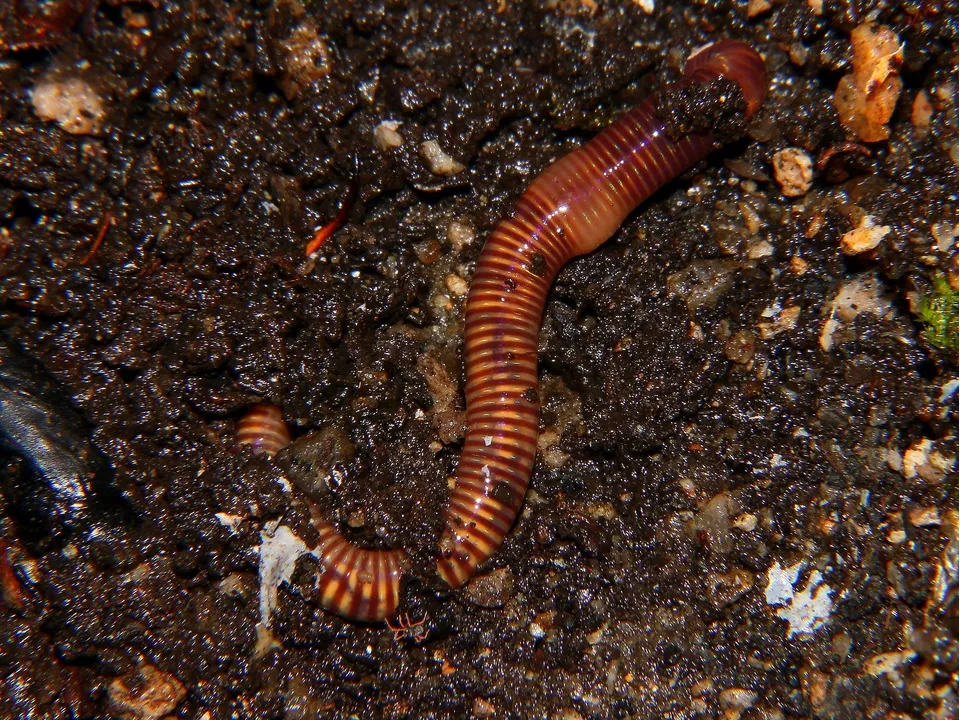 Фото: pxhere.com