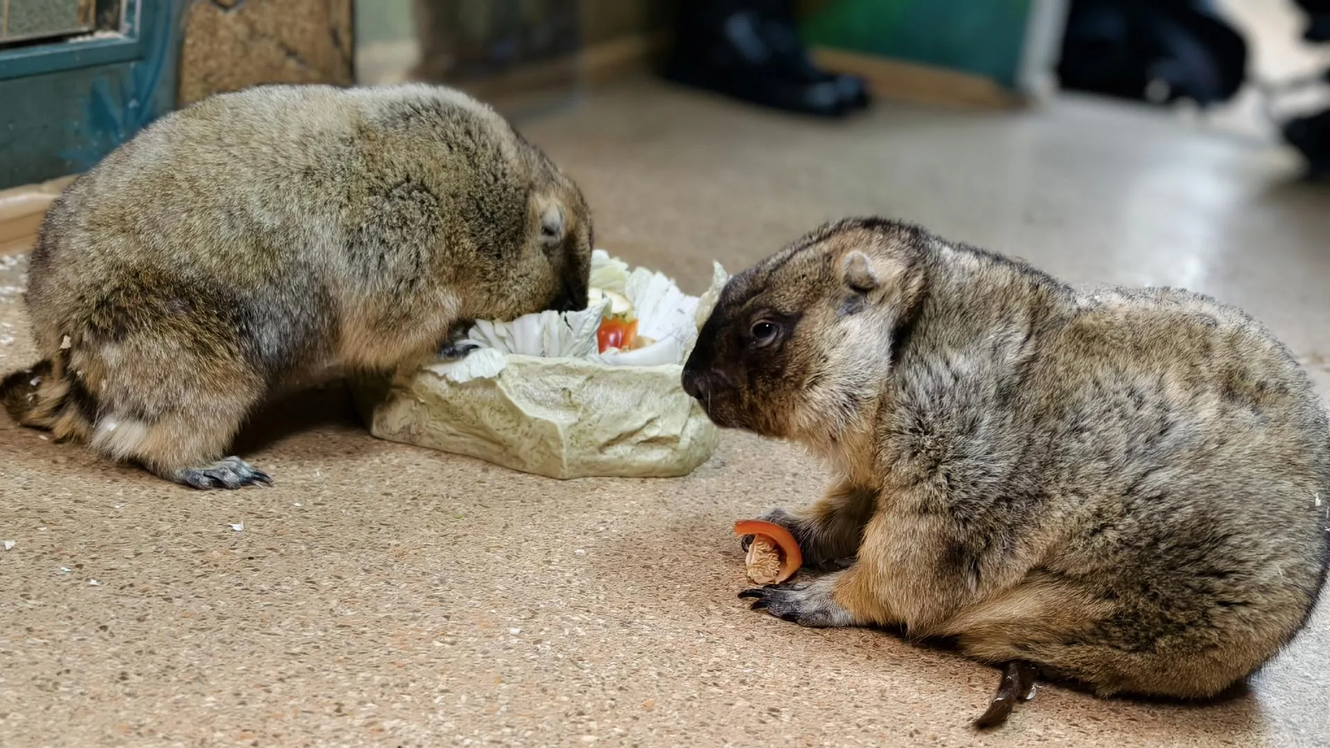 Тульский экзотариум