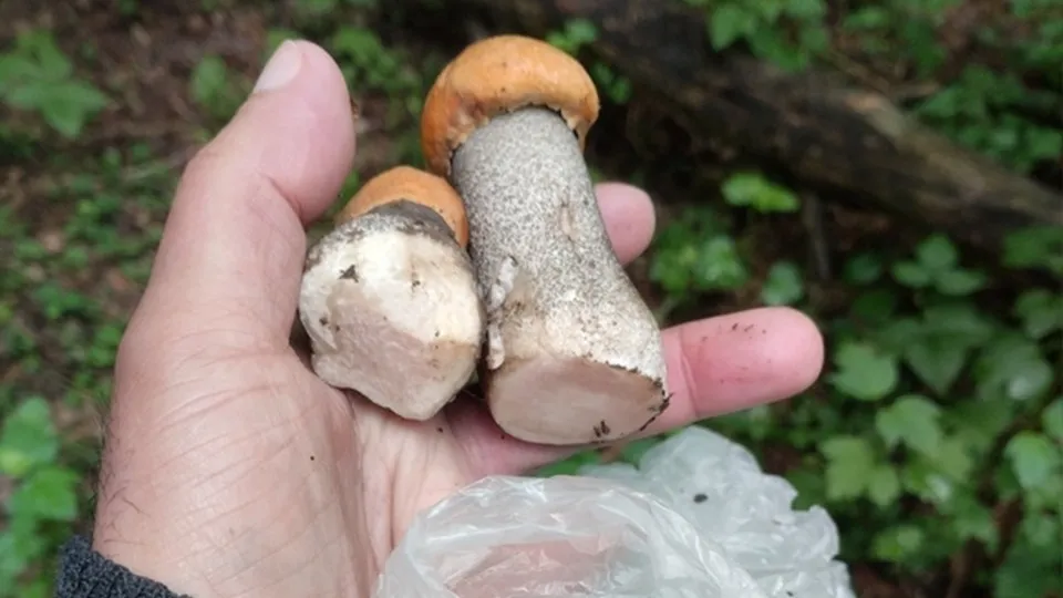 Фото: vk.com/Грибы в Подмосковье 2024