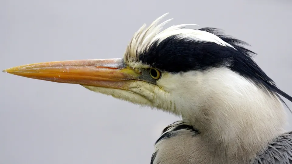 Фото: pxhere.com