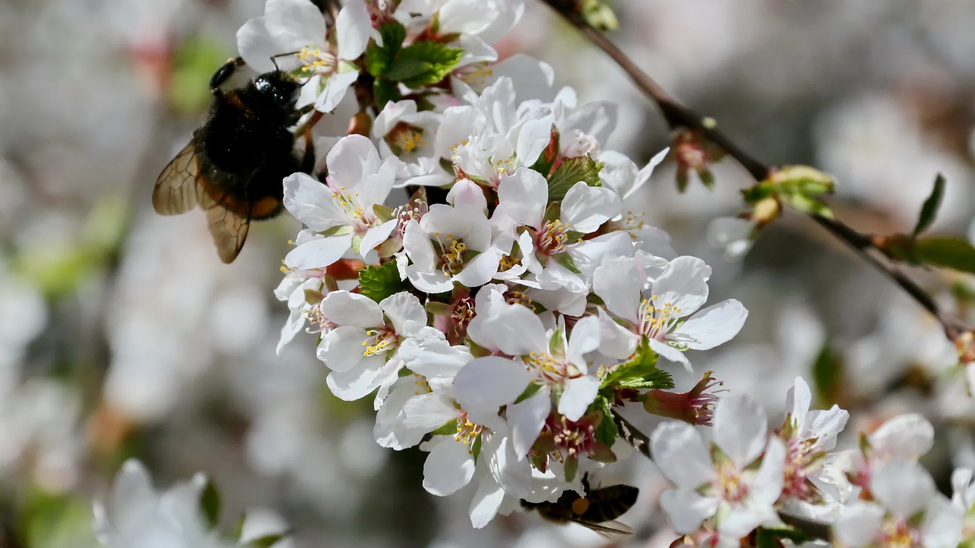 Цветение фруктовых деревьев в Кашире