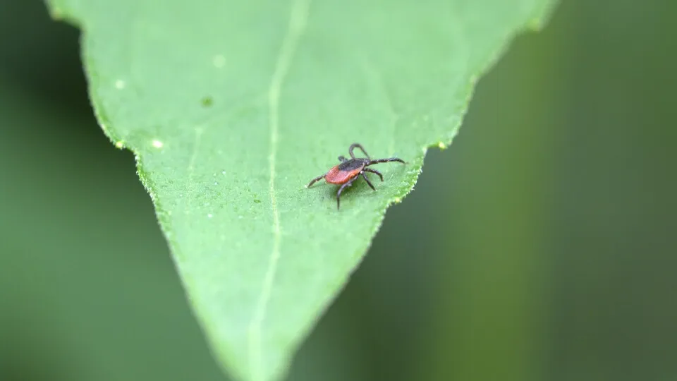 Фото: pxhere.com