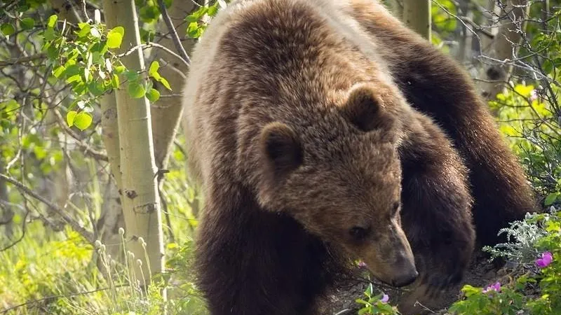 Заказник с медведями и выдрами обрел четкие границы в Талдоме