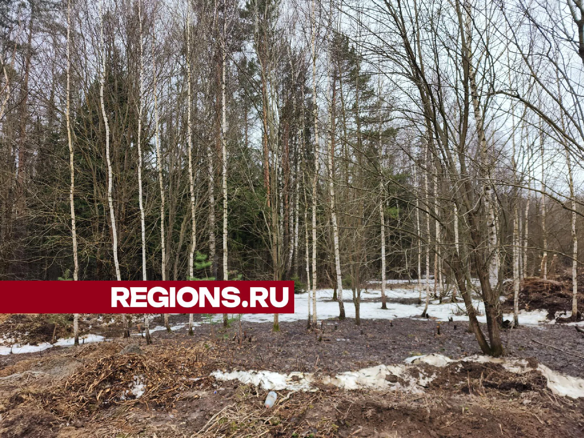 Фото: Хавива Фонина