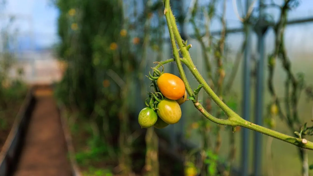 медиасток.рф