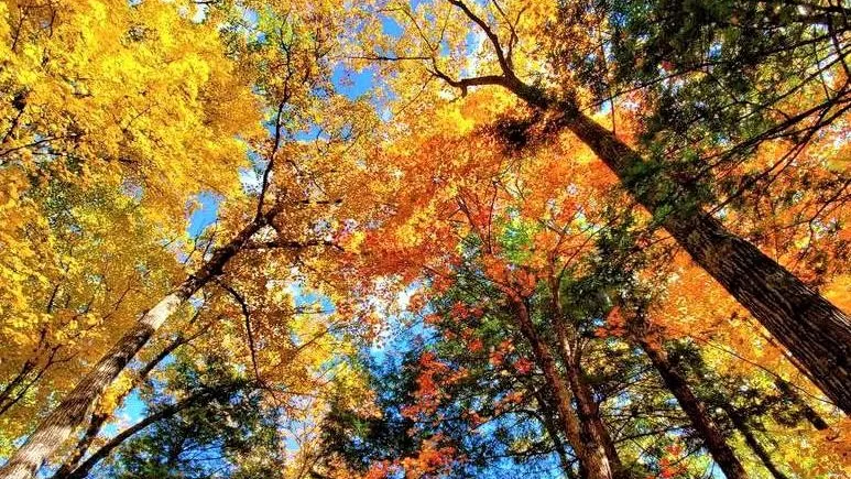 Фото: @mosoblcomles