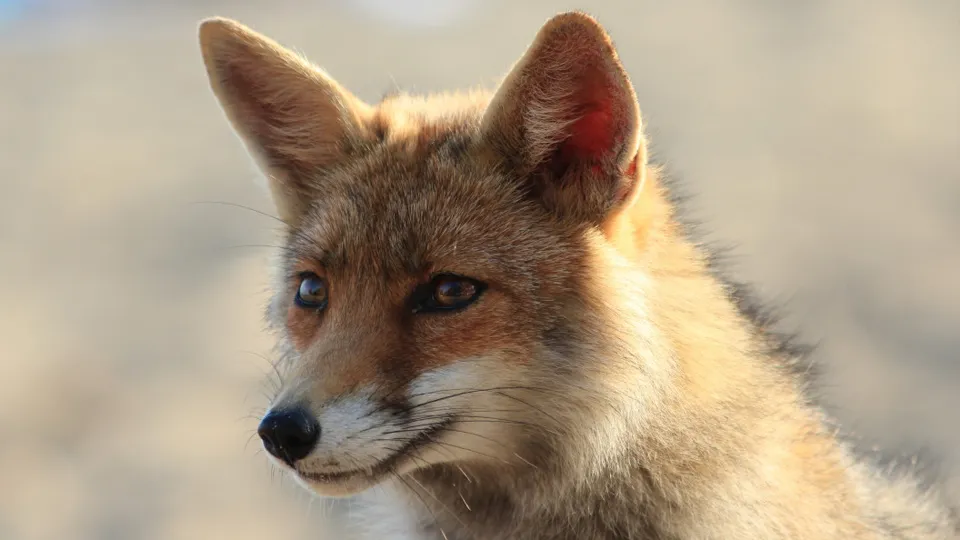 Фото: pxhere.com