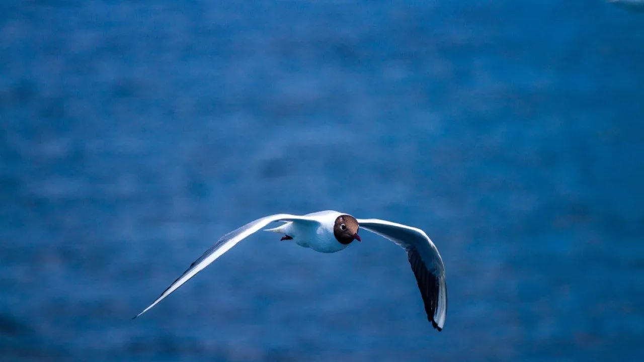 REGIONS/Владимир Ерастов