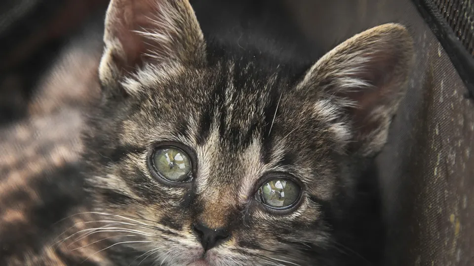 Фото: РИА Новости/Виталий Аньков