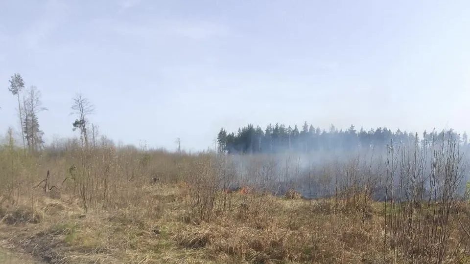 Фото: Комитет лесного хозяйства МО