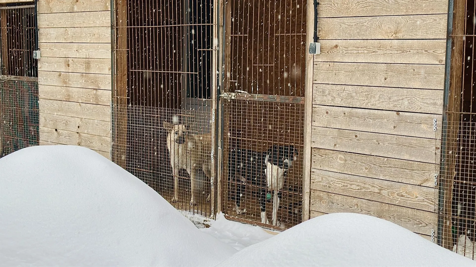 Кристина Тришина