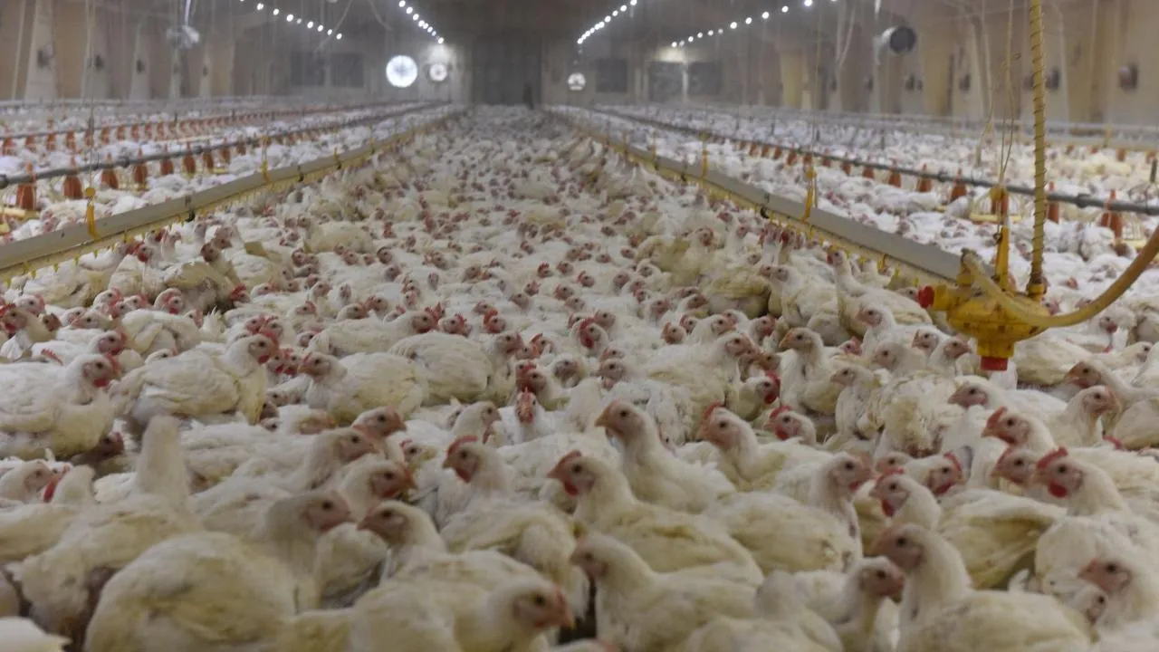 медиасток.рф