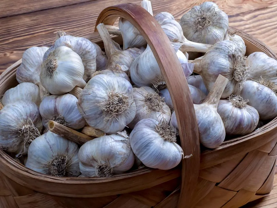 Фото: istockphoto.com