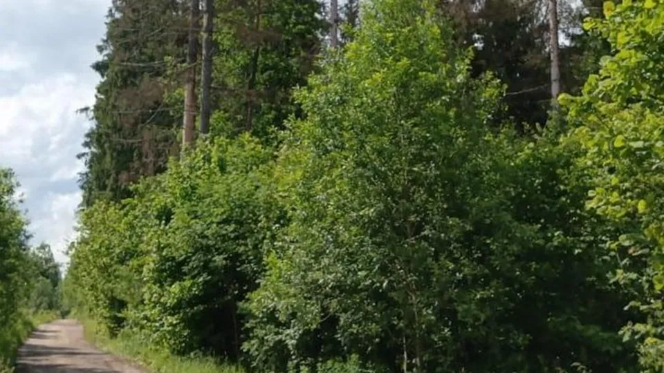 Фото: Комитет лесного хозяйства Московской области