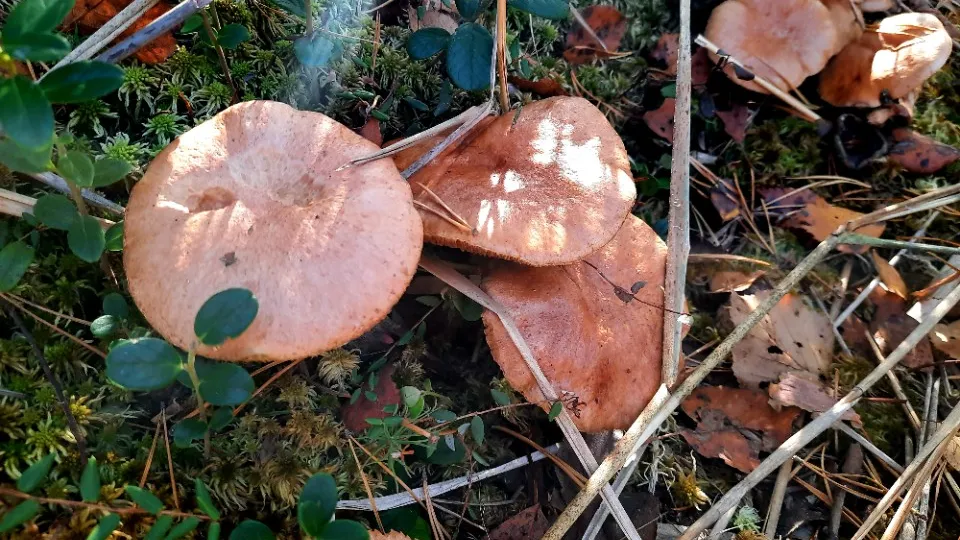 Фото: МедиаБанк Подмосковья/Мартыненко Михаил