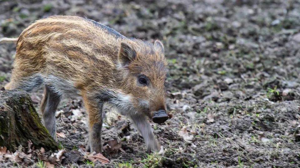 Фото: freepik.com