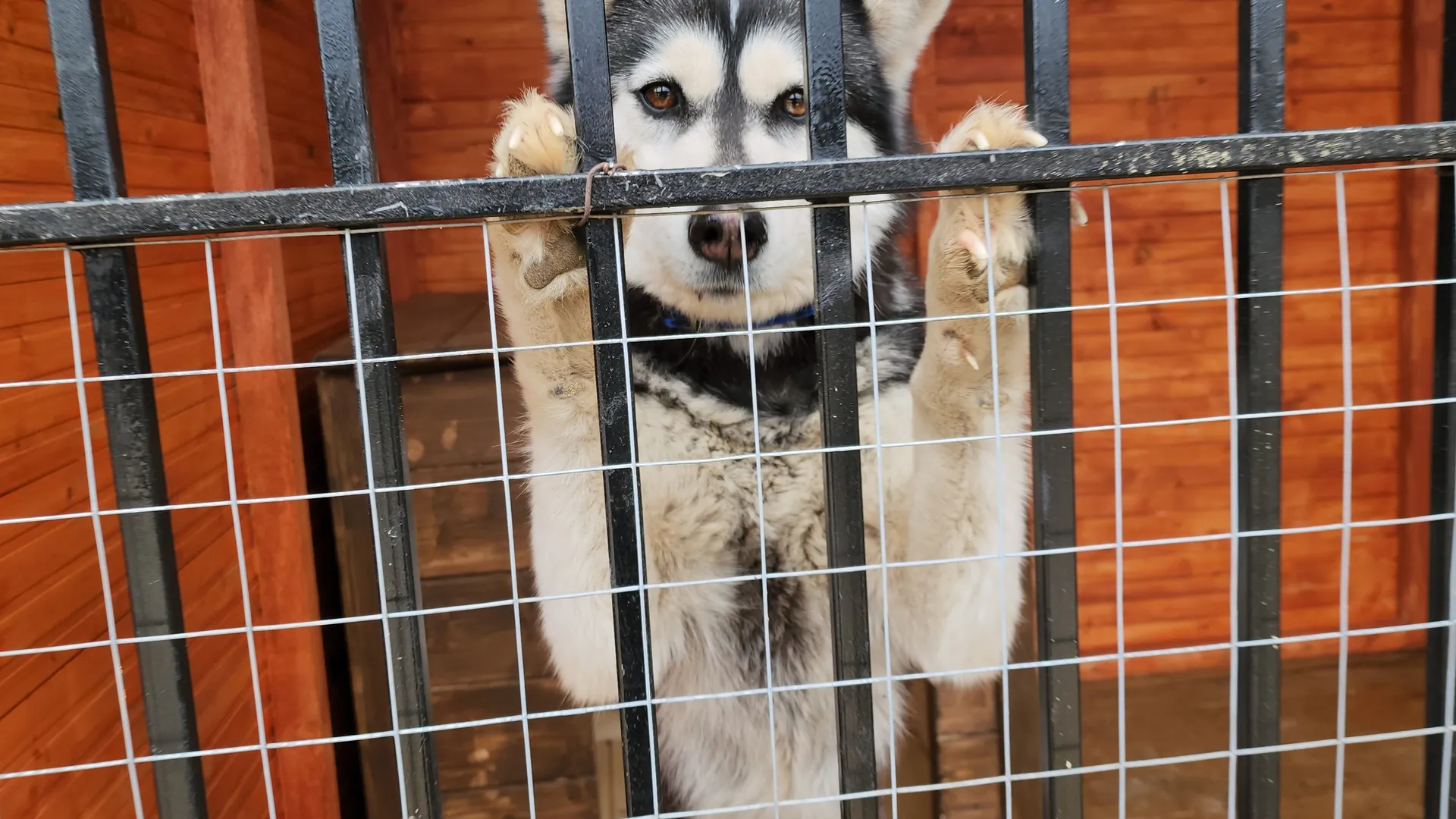 Фото: МедиаБанк Подмосковья/Екатерина Данилина