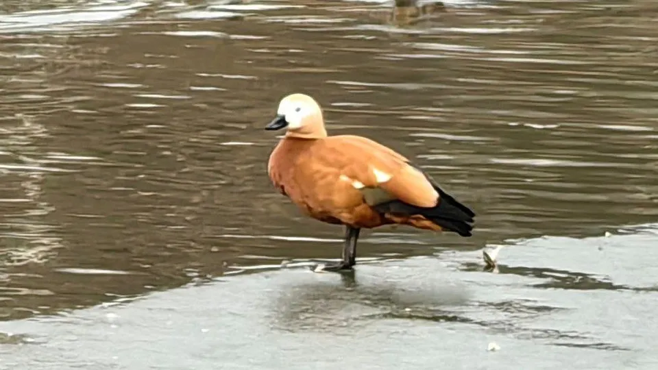 Фото: администрация г.о.Клин