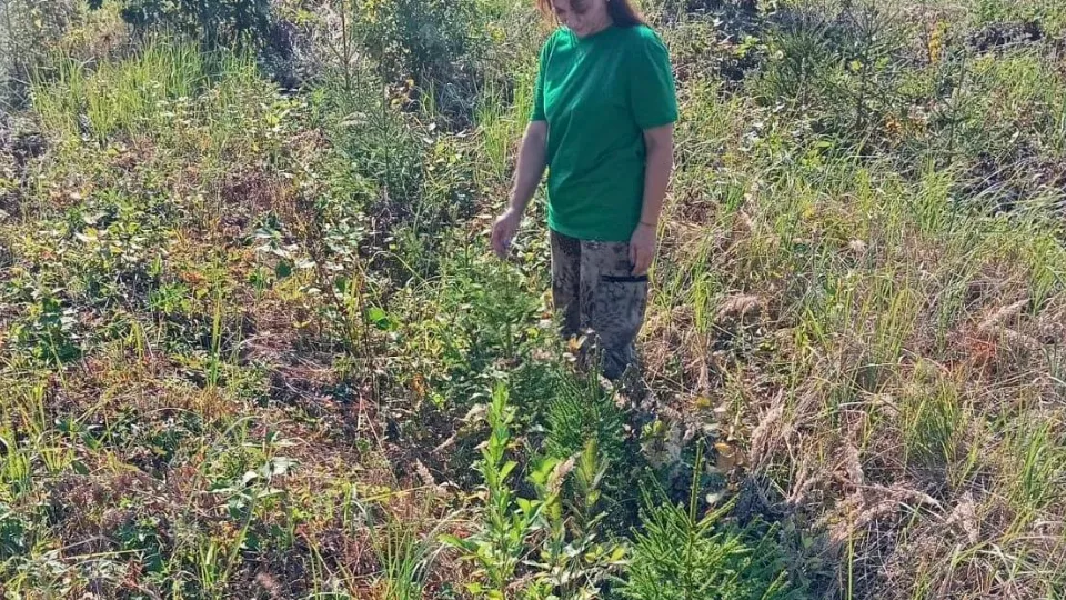 Фото: t.me/mosoblcomles