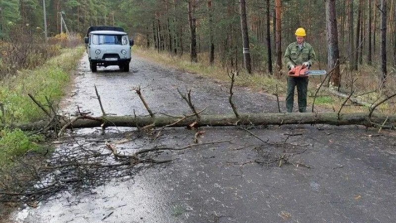 Комитет лесного хозяйства МО