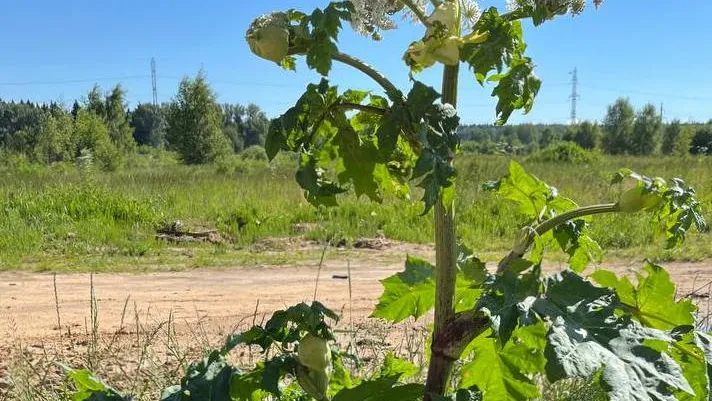 Фото: t.me/klintut