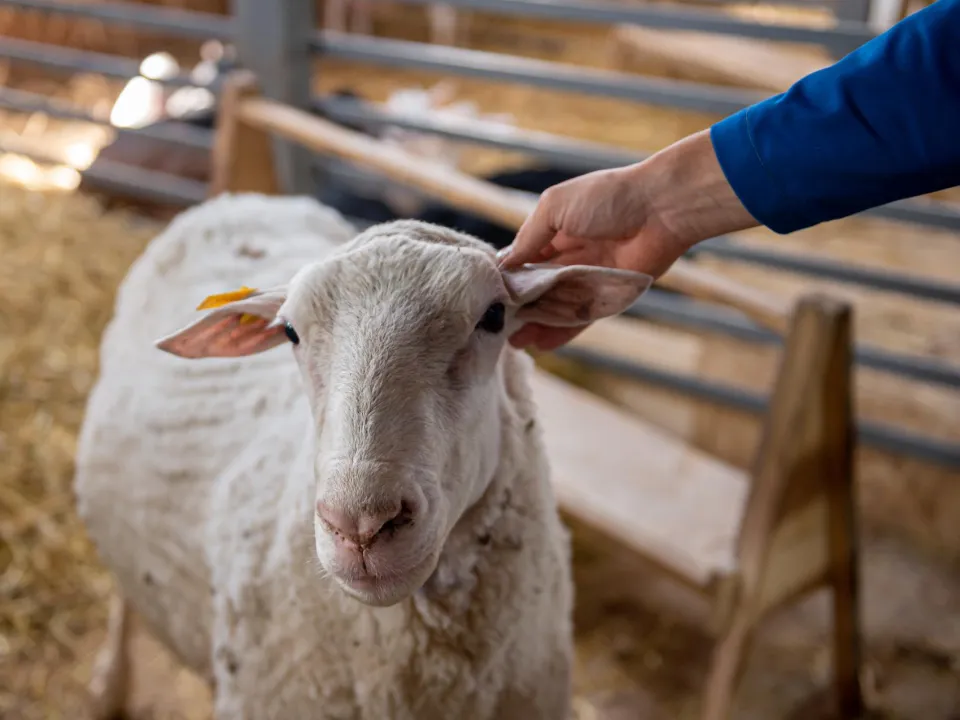 Фото: медиасток.рф