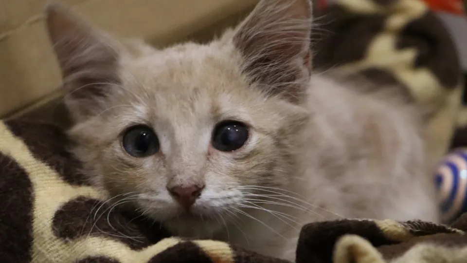 Фото: МедиаБанк Подмосковья/Ирина Матвеева