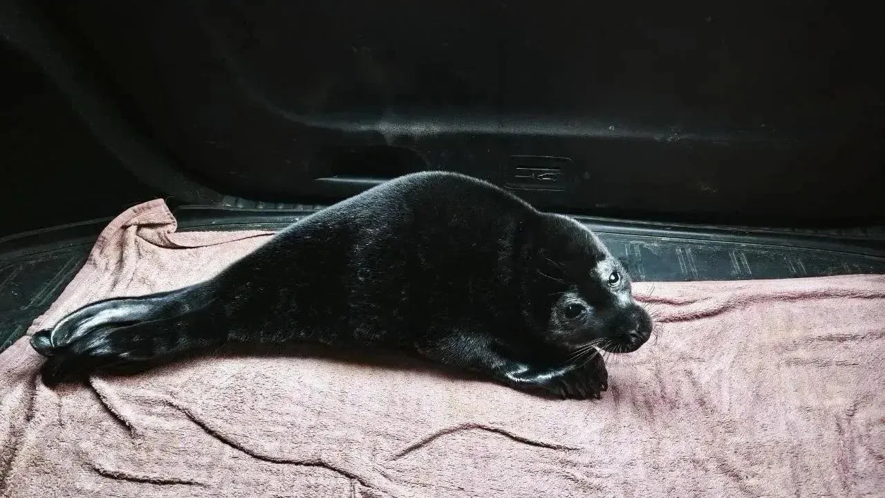 Фонд друзей балтийской нерпы