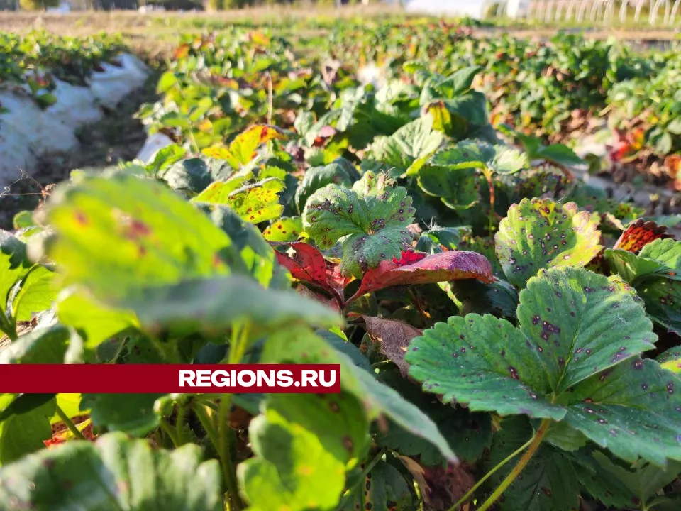 REGIONS/Яна Шаливская