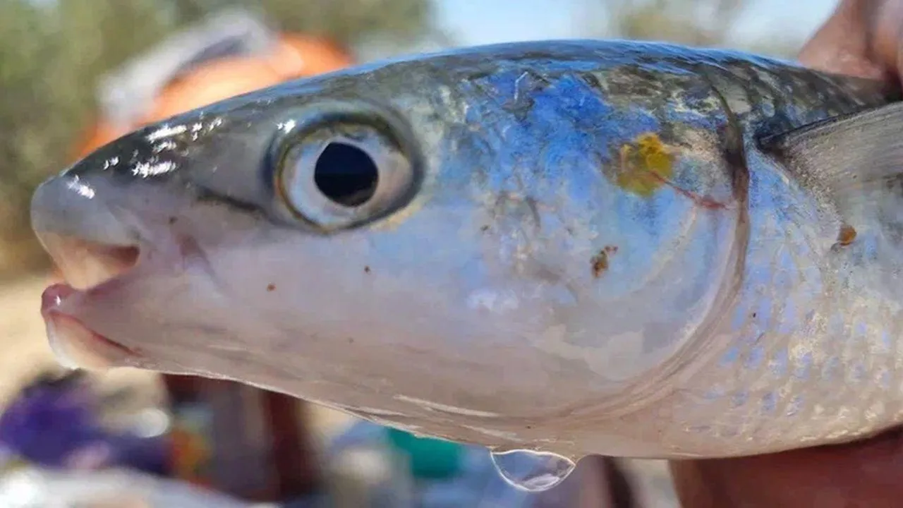 REGIONS/Наталья Надточая