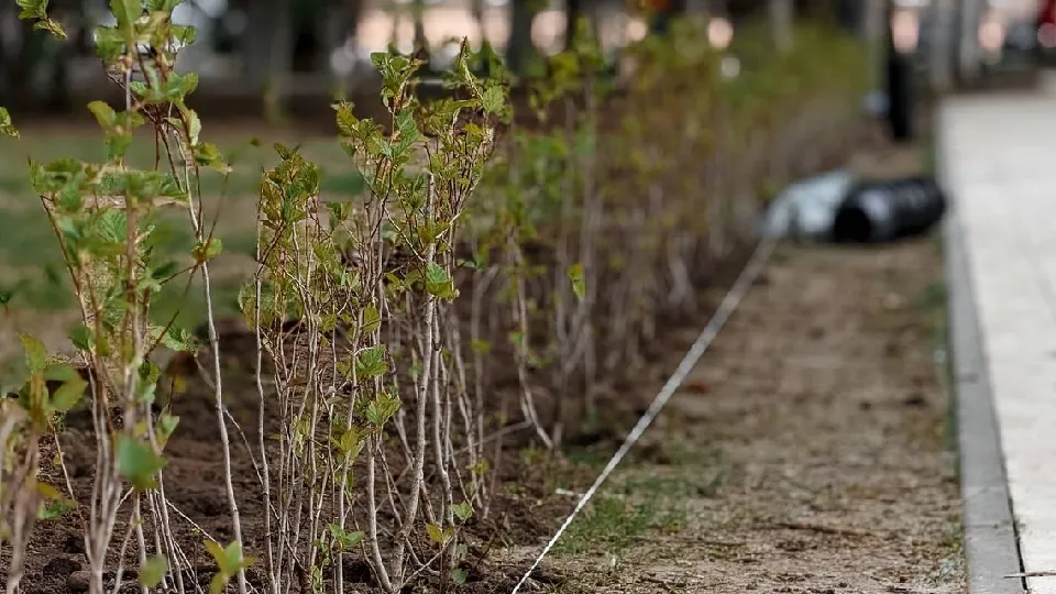 Фото: пресс-служба администрации г.о. Дубна