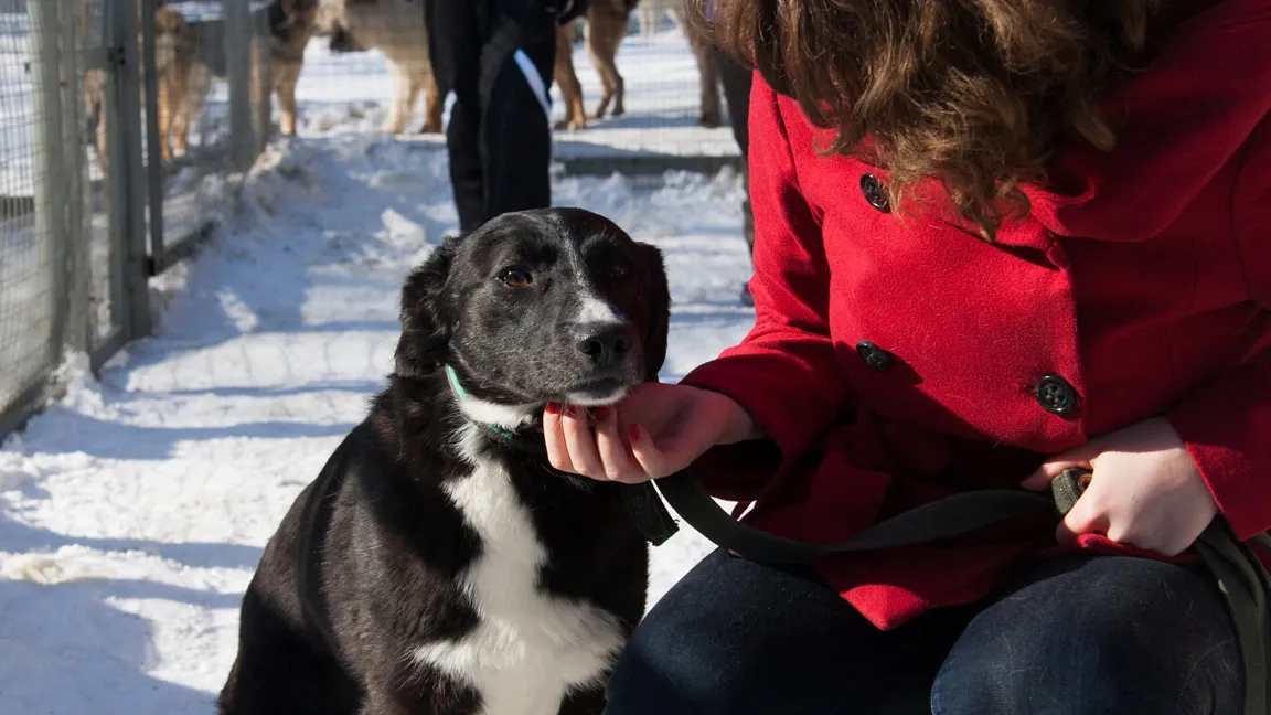 Приют для животных в Истре