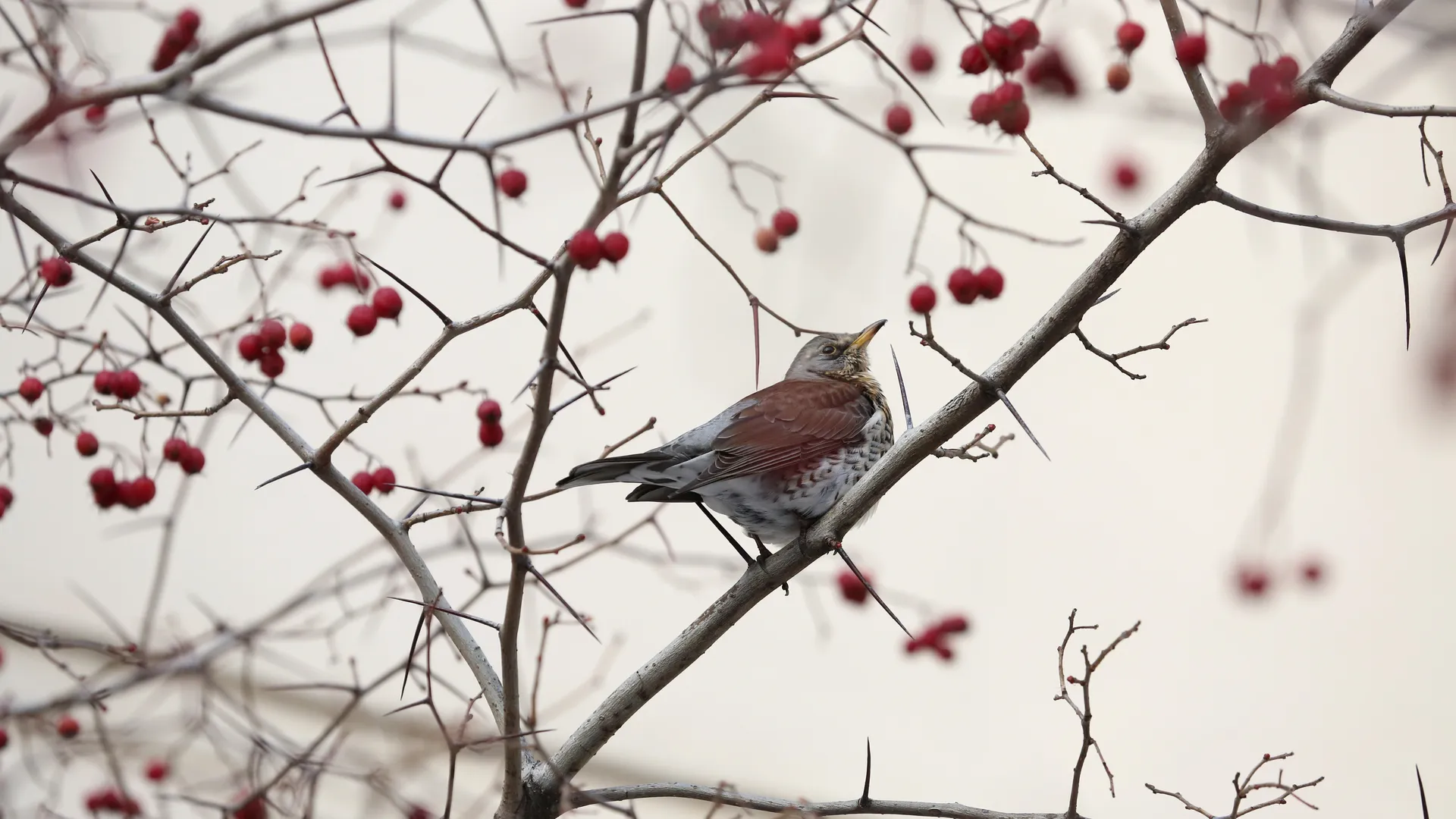 С пернатым приветом: теплолюбивые птицы прилетели мерзнуть в леса Одинцова