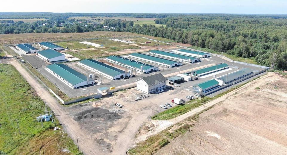 Новый птичий репродуктор в Шаховской будет производить 7,5 млн яиц в год