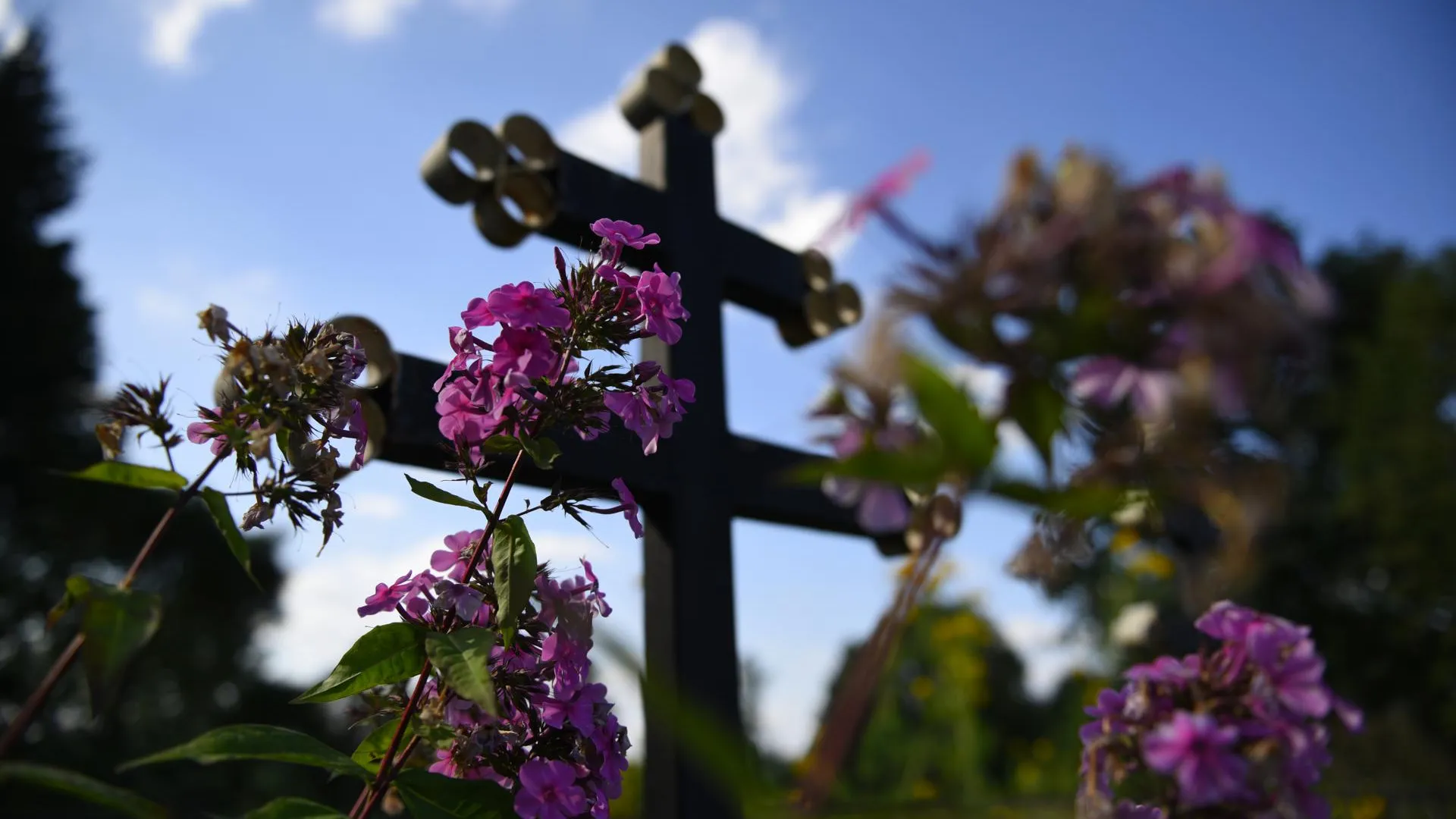 Эксперты оценили запрет на самостоятельное захоронение домашних животных