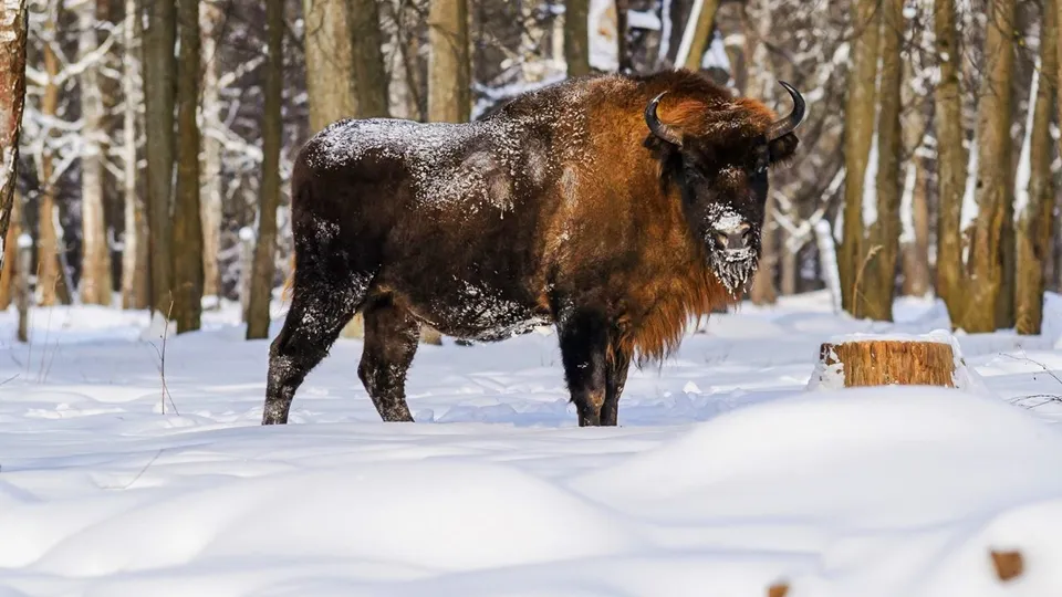 Фото: медиасток.рф
