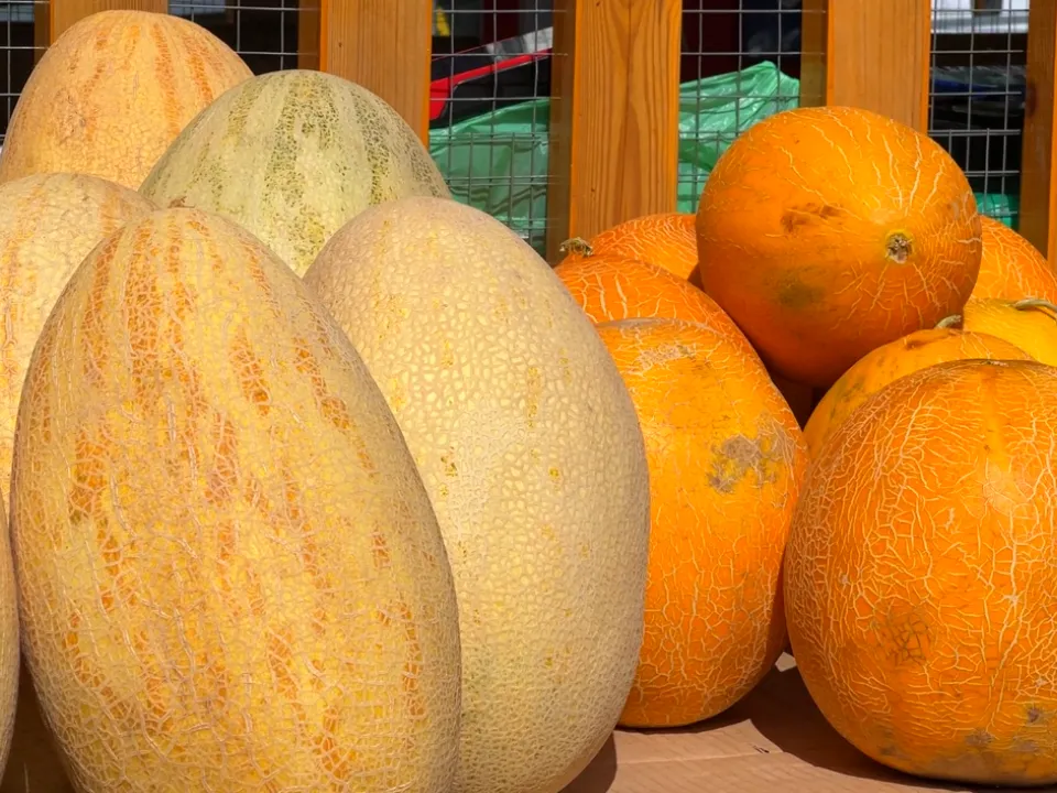 Фото: МедиаБанк Подмосковья/Валерия Ерофеева&nbsp;