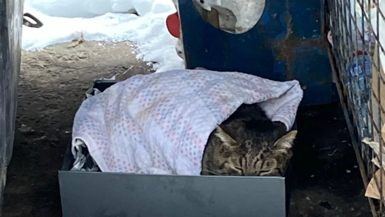 Сердце разрывается: в Наро-Фоминске изувеченного кота выбросили мучительно умирать на морозе