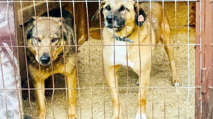 Фото: пресс-служба администрации Богородского г.о.