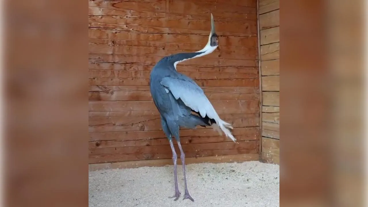 Центр воспроизводства редких видов животных