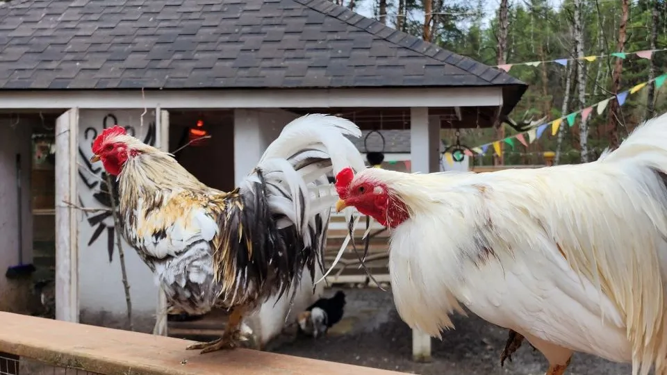 Фото: Анастасия Сараева