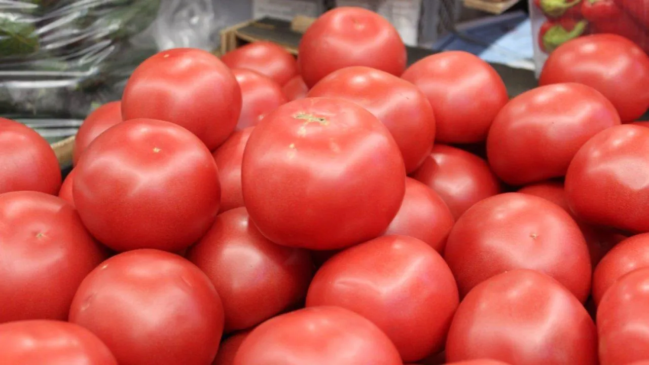 REGIONS/Анастасия Широкая