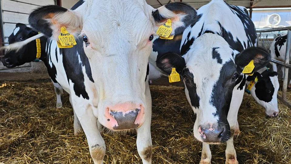 Фото: АО «ОСП агро»