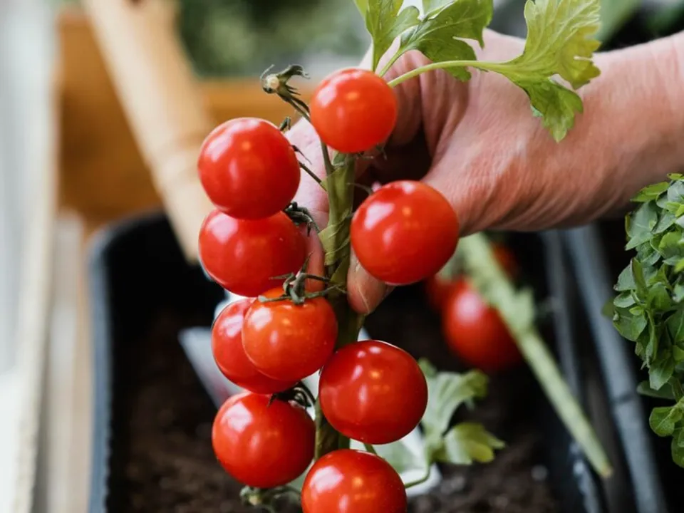 Фото: freepik.com