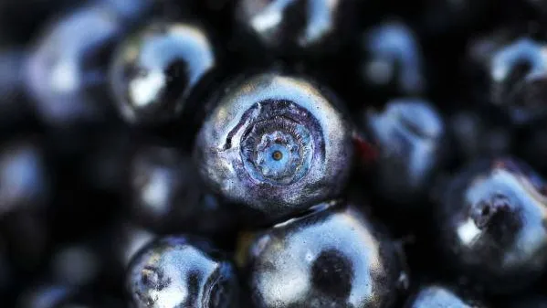 Санитарный контроль в Подмосковье за месяц прошло 630 кг черники