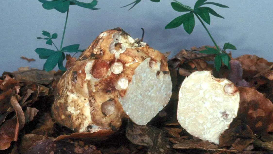 Фото: ru.wikipedia.org