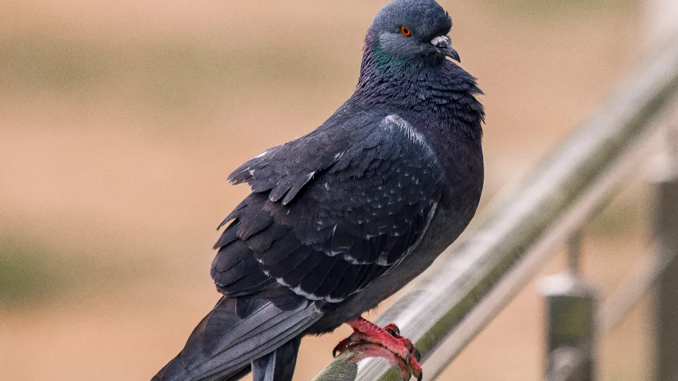 Фото: медиасток.рф