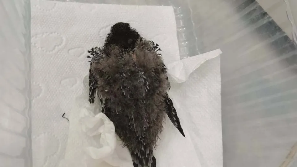 Фото: vk.com/Типичная Шатура