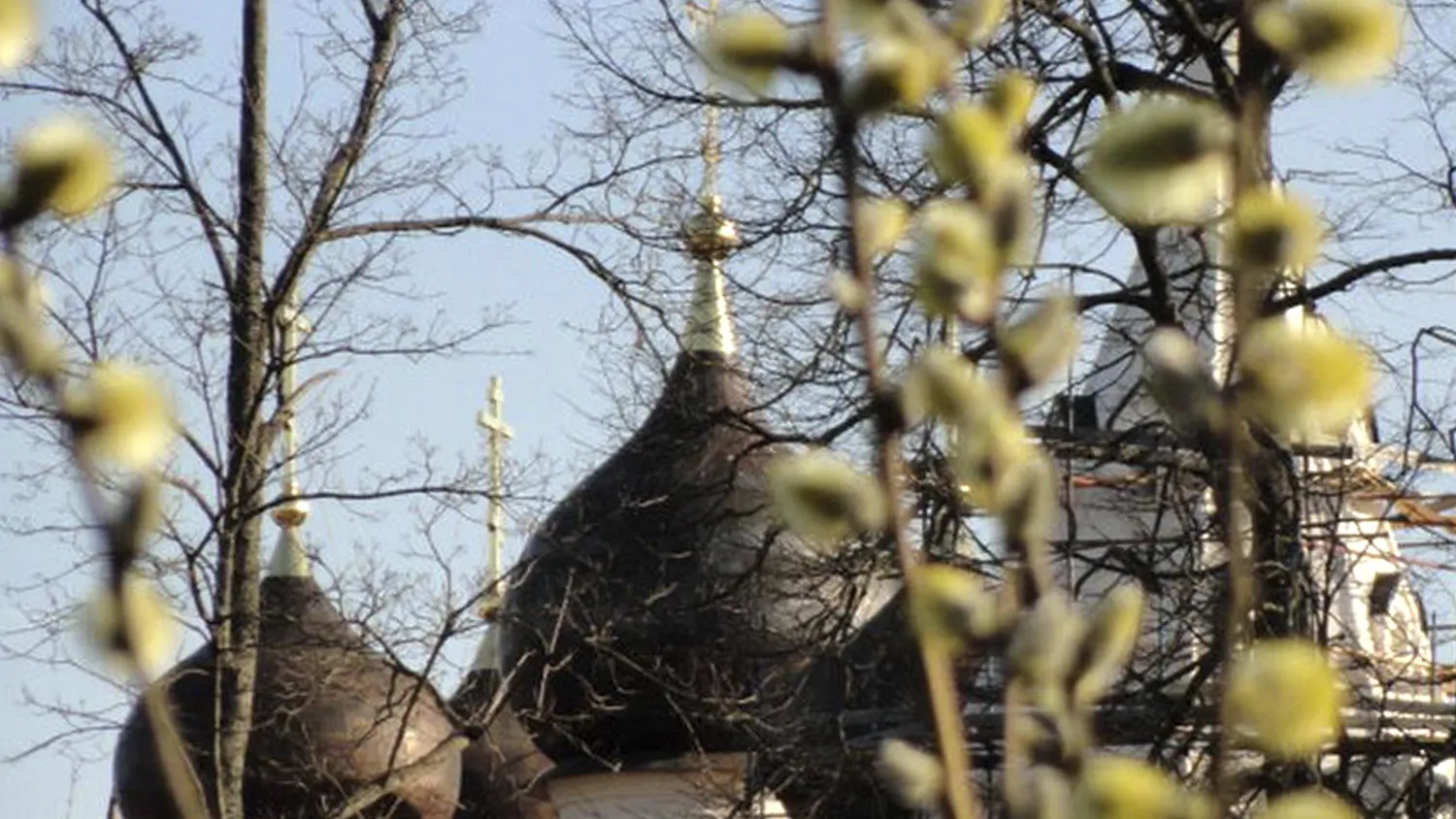 Фото: Юрий Комаровский/Медиабанк Подмосковья