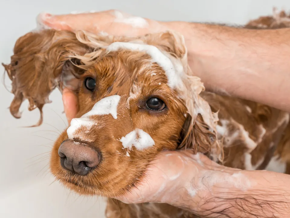 Фото: istockphoto.com/andriano_cz&nbsp;